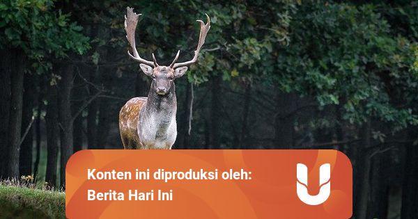 Apa Itu Satwa Harapan hingga Cara Membudidayakannya
